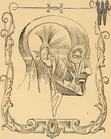 Picture 105 of 693 from New physiognomy (1867), leaf 149