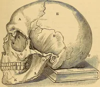 Picture 106 of 693 from New physiognomy (1867), leaf 150