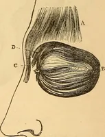 Picture 109 of 693 from New physiognomy (1867), leaf 153