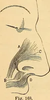 Picture 111 of 693 from New physiognomy (1867), leaf 155