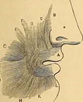 An illustration from New physiognomy (1867)