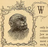 Picture 130 of 693 from New physiognomy (1867), leaf 169