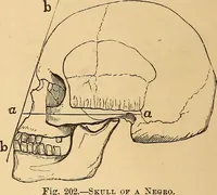 Picture 133 of 693 from New physiognomy (1867), leaf 171