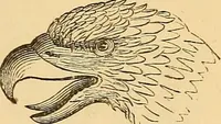 Picture 136 of 693 from New physiognomy (1867), leaf 172