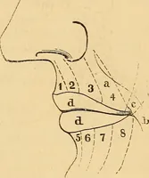 Picture 152 of 693 from New physiognomy (1867), leaf 188