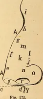 Picture 172 of 693 from New physiognomy (1867), leaf 207