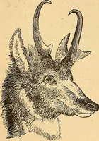 Picture 201 of 693 from New physiognomy (1867), leaf 235