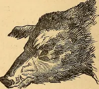 Picture 202 of 693 from New physiognomy (1867), leaf 235
