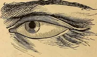 Picture 204 of 693 from New physiognomy (1867), leaf 237
