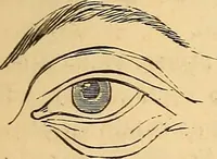 Picture 207 of 693 from New physiognomy (1867), leaf 238