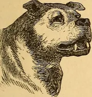 Picture 7 of 693 from New physiognomy (1867), leaf 26