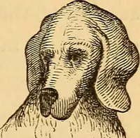 Picture 8 of 693 from New physiognomy (1867), leaf 26