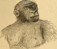 Picture 232 of 693 from New physiognomy (1867), leaf 266