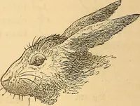Picture 246 of 693 from New physiognomy (1867), leaf 275