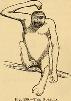 Picture 261 of 693 from New physiognomy (1867), leaf 302