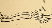 Picture 262 of 693 from New physiognomy (1867), leaf 302