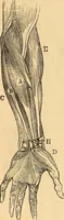 Picture 263 of 693 from New physiognomy (1867), leaf 303
