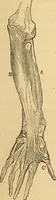 Picture 264 of 693 from New physiognomy (1867), leaf 304