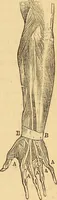 Picture 265 of 693 from New physiognomy (1867), leaf 304