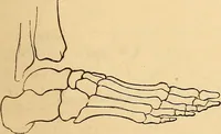 Picture 269 of 693 from New physiognomy (1867), leaf 312