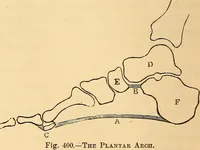 Picture 270 of 693 from New physiognomy (1867), leaf 313
