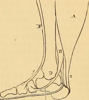 Picture 271 of 693 from New physiognomy (1867), leaf 316