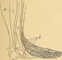 Picture 272 of 693 from New physiognomy (1867), leaf 316