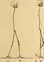 Picture 273 of 693 from New physiognomy (1867), leaf 318