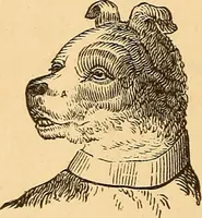 Picture 13 of 693 from New physiognomy (1867), leaf 33