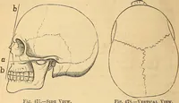 Picture 335 of 693 from New physiognomy (1867), leaf 389