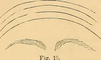Picture 16 of 693 from New physiognomy (1867), leaf 39