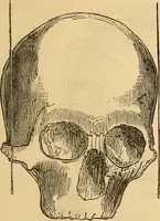 Picture 336 of 693 from New physiognomy (1867), leaf 390