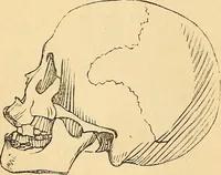 Picture 338 of 693 from New physiognomy (1867), leaf 391