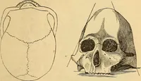 Picture 339 of 693 from New physiognomy (1867), leaf 392