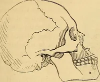 Picture 342 of 693 from New physiognomy (1867), leaf 394