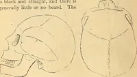 Picture 345 of 693 from New physiognomy (1867), leaf 395
