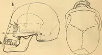 Picture 349 of 693 from New physiognomy (1867), leaf 397