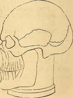 Picture 353 of 693 from New physiognomy (1867), leaf 401