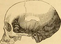 Picture 373 of 693 from New physiognomy (1867), leaf 420