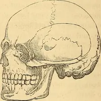 Picture 384 of 693 from New physiognomy (1867), leaf 427