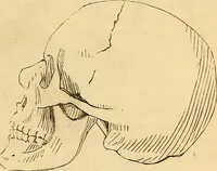 Picture 395 of 693 from New physiognomy (1867), leaf 438
