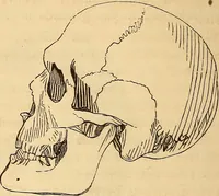 Picture 399 of 693 from New physiognomy (1867), leaf 443