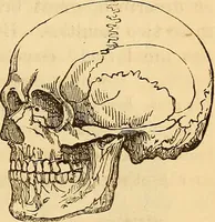 Picture 401 of 693 from New physiognomy (1867), leaf 444
