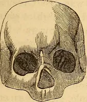 Picture 402 of 693 from New physiognomy (1867), leaf 444
