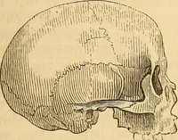 Picture 404 of 693 from New physiognomy (1867), leaf 446