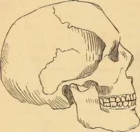 Picture 405 of 693 from New physiognomy (1867), leaf 447