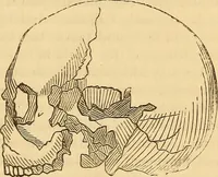 Picture 407 of 693 from New physiognomy (1867), leaf 450