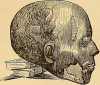 Picture 409 of 693 from New physiognomy (1867), leaf 455