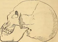 Picture 410 of 693 from New physiognomy (1867), leaf 455