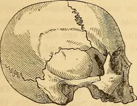 Picture 411 of 693 from New physiognomy (1867), leaf 456
